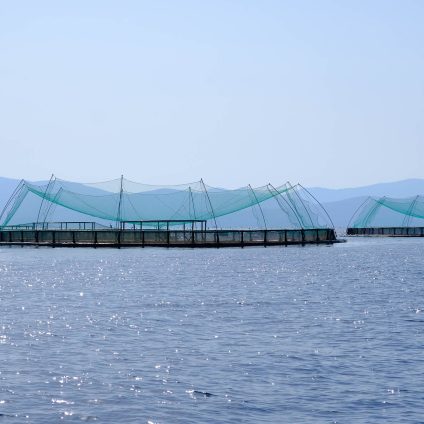 Rinnovabili • L’acquacoltura, settore strategico per la sicurezza alimentare e le produzioni sostenibili