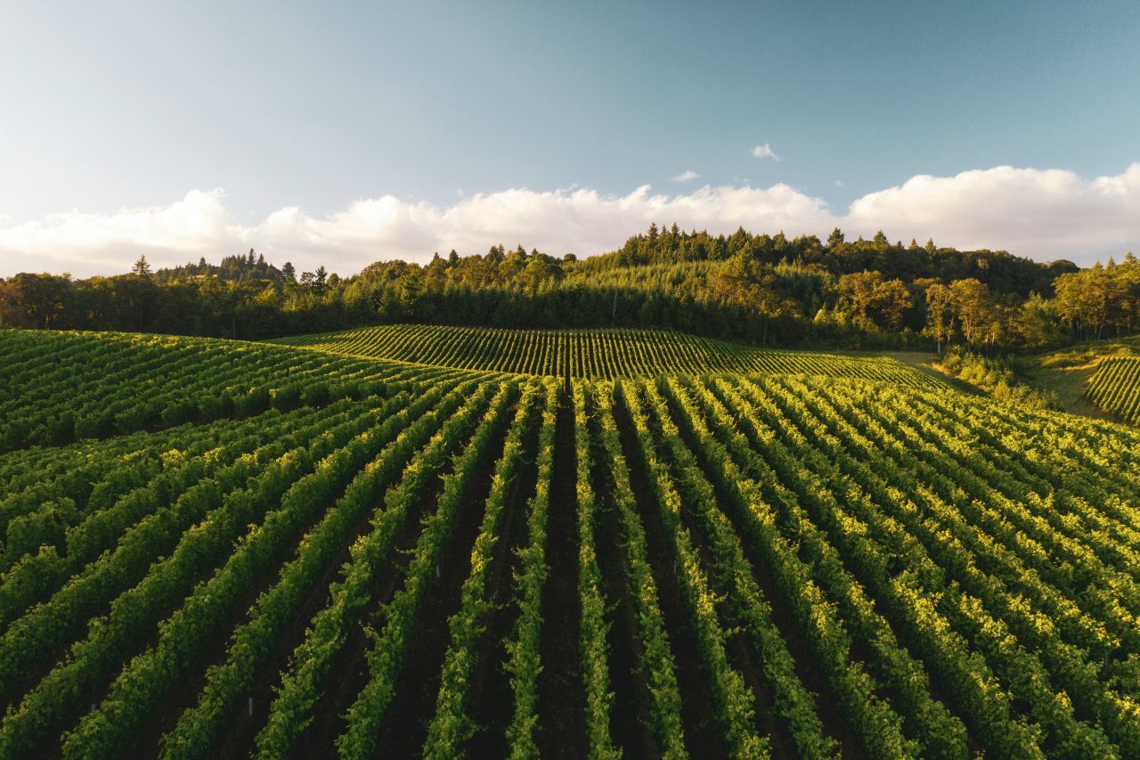 Rinnovabili • Marco Caprai: come si evolve il modello di agricoltura tradizionale