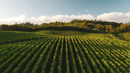 Rinnovabili • Marco Caprai: come si evolve il modello di agricoltura tradizionale