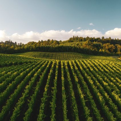 Rinnovabili • Marco Caprai: come si evolve il modello di agricoltura tradizionale