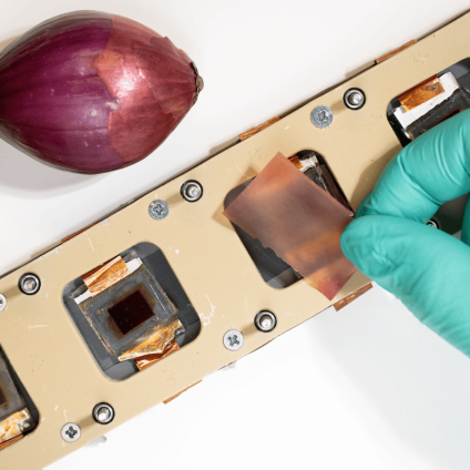 Rinnovabili • Dalla cipolla innovative pellicole di protezione UV per celle solari