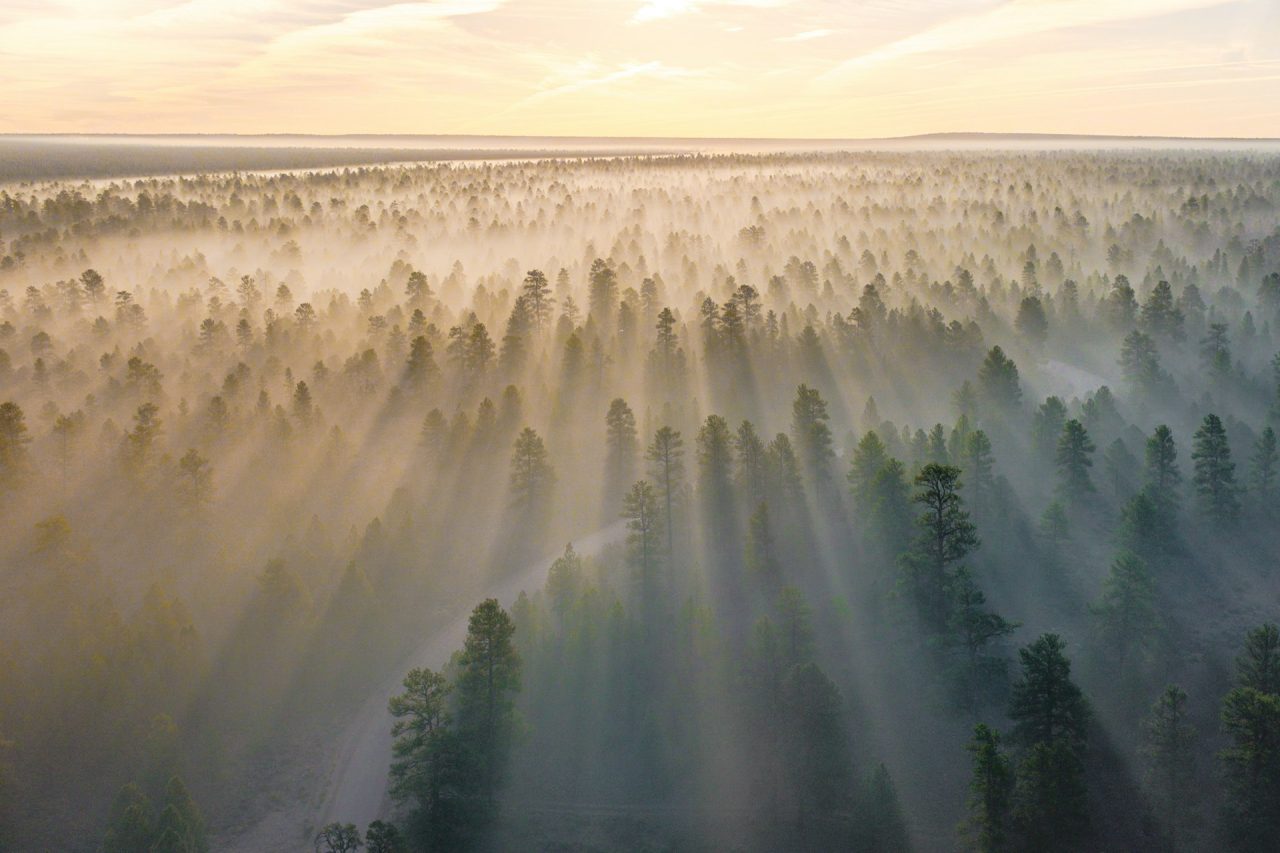 Rinnovabili • Sequestro carbonio foreste: con declino, addio obiettivi clima