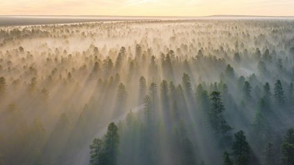 Rinnovabili • Sequestro carbonio foreste: con declino, addio obiettivi clima