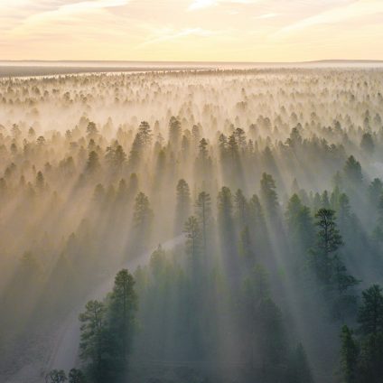 Rinnovabili • Sequestro carbonio foreste: con declino, addio obiettivi clima