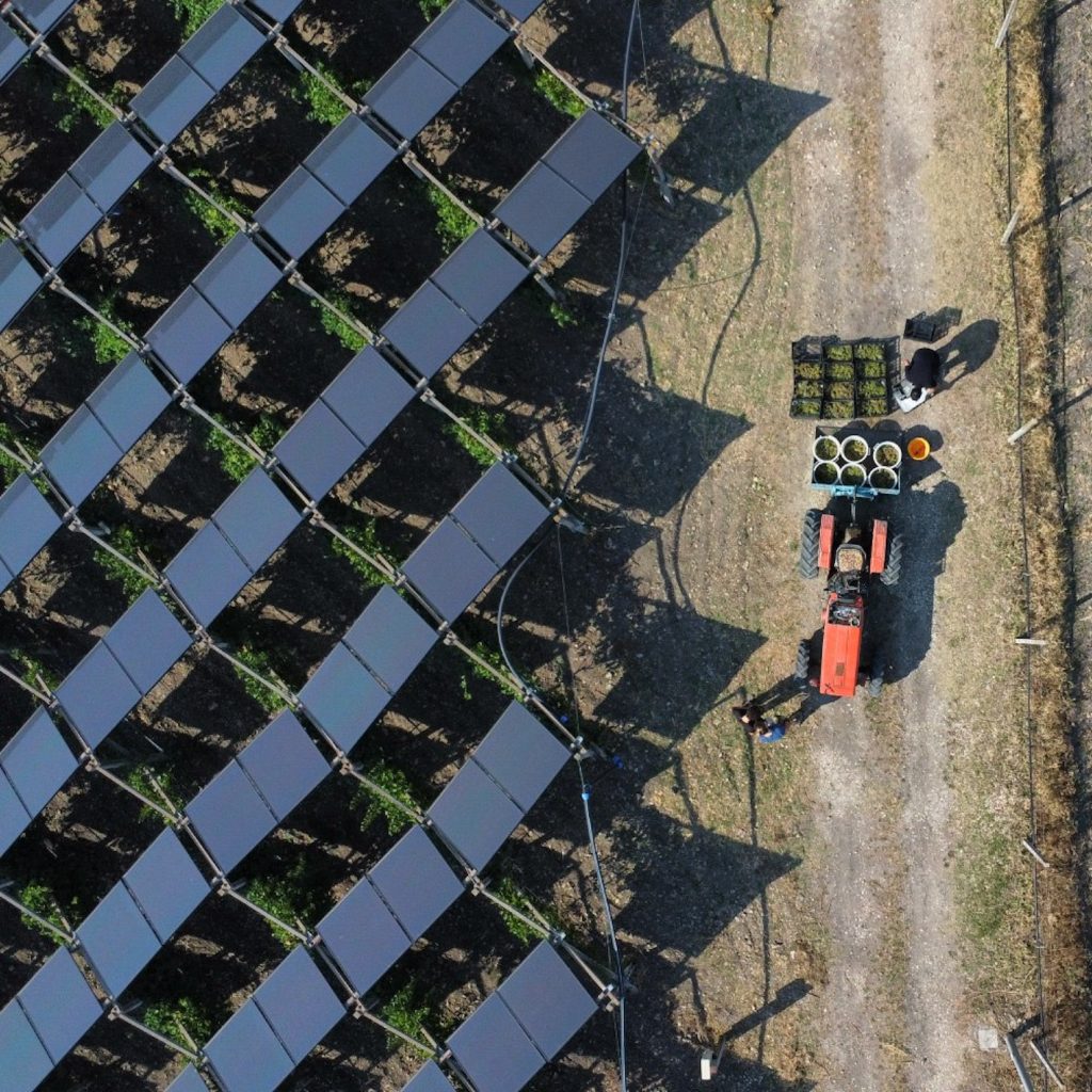Nasce in Puglia la Vigna Agrivoltaica di Comunità