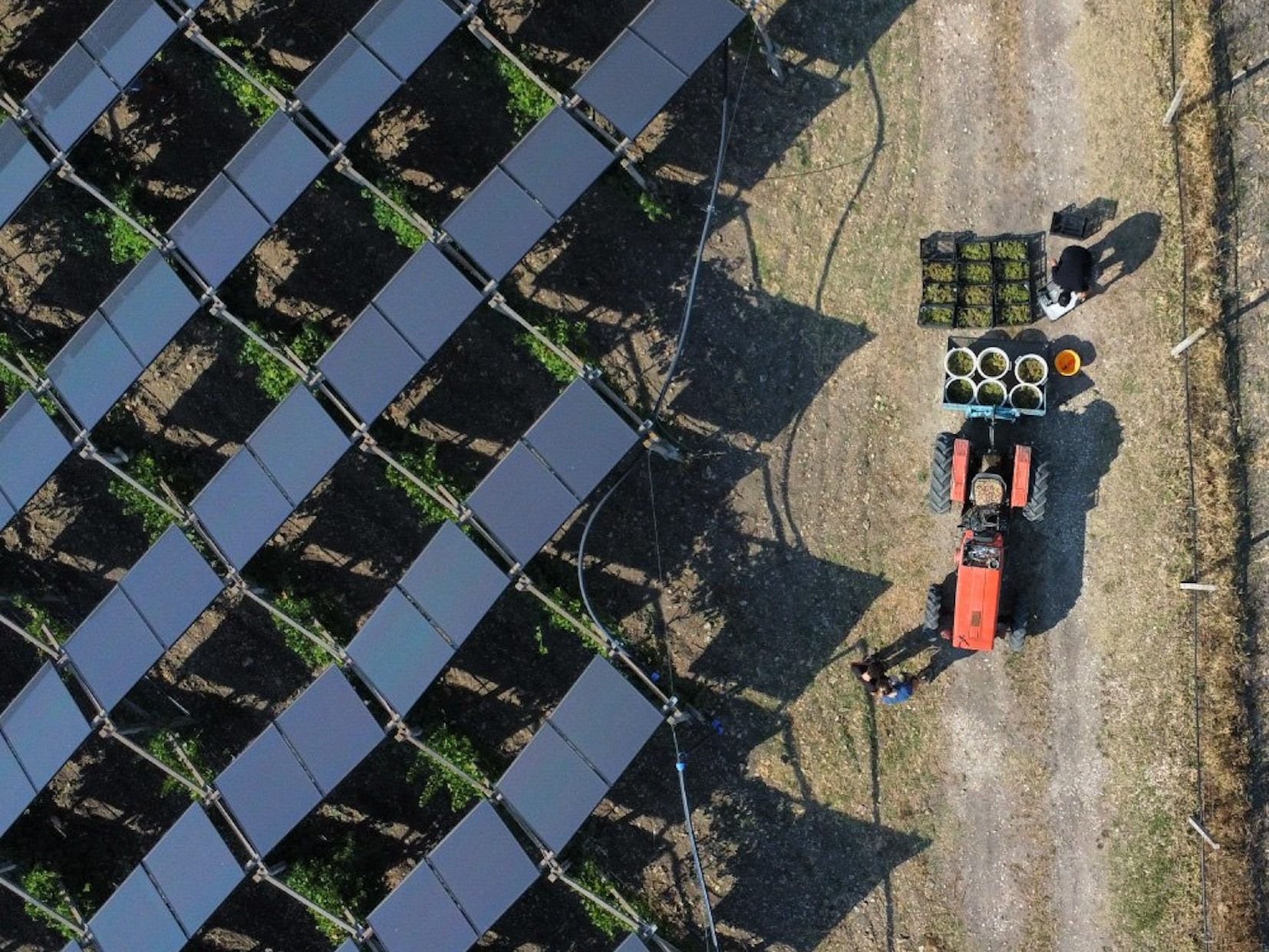 Nasce in Puglia la Vigna Agrivoltaica di Comunità