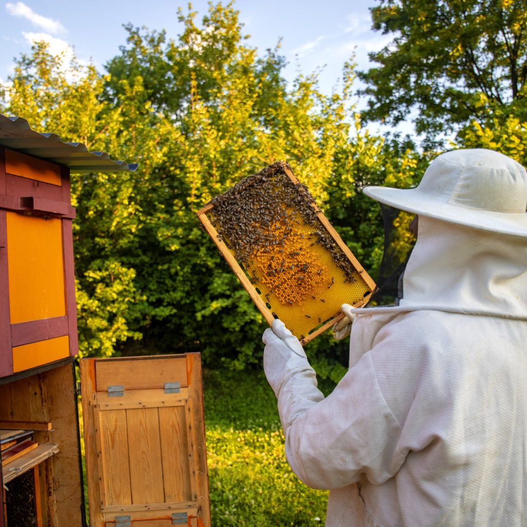 Arnie digitali, l’innovazione per l’apicoltura