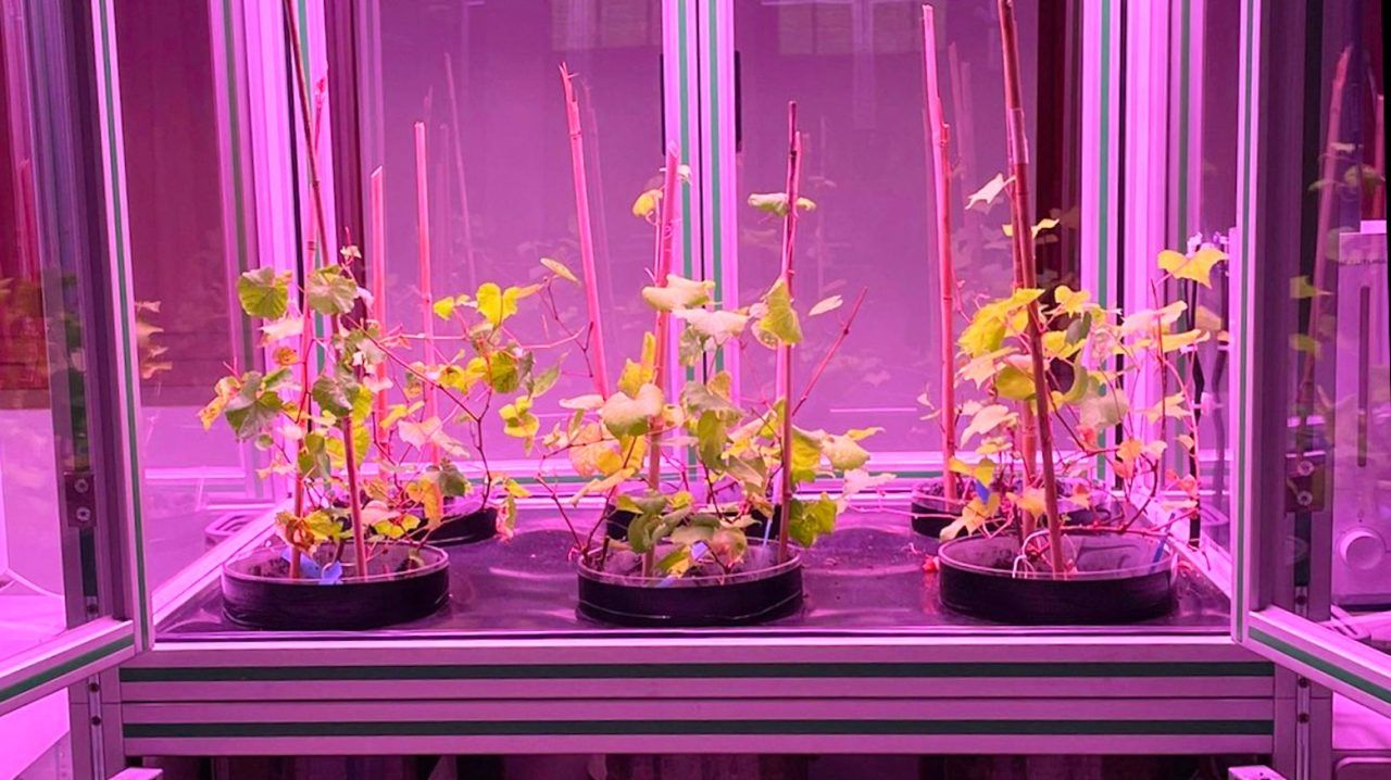 Rinnovabili • Microcosmo, simulatore hi-tech per studiare lo stress idrico della vite