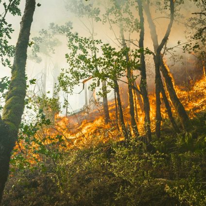 Rinnovabili • Assicurazione rischio incendi: California, la polizza rivoluzionaria