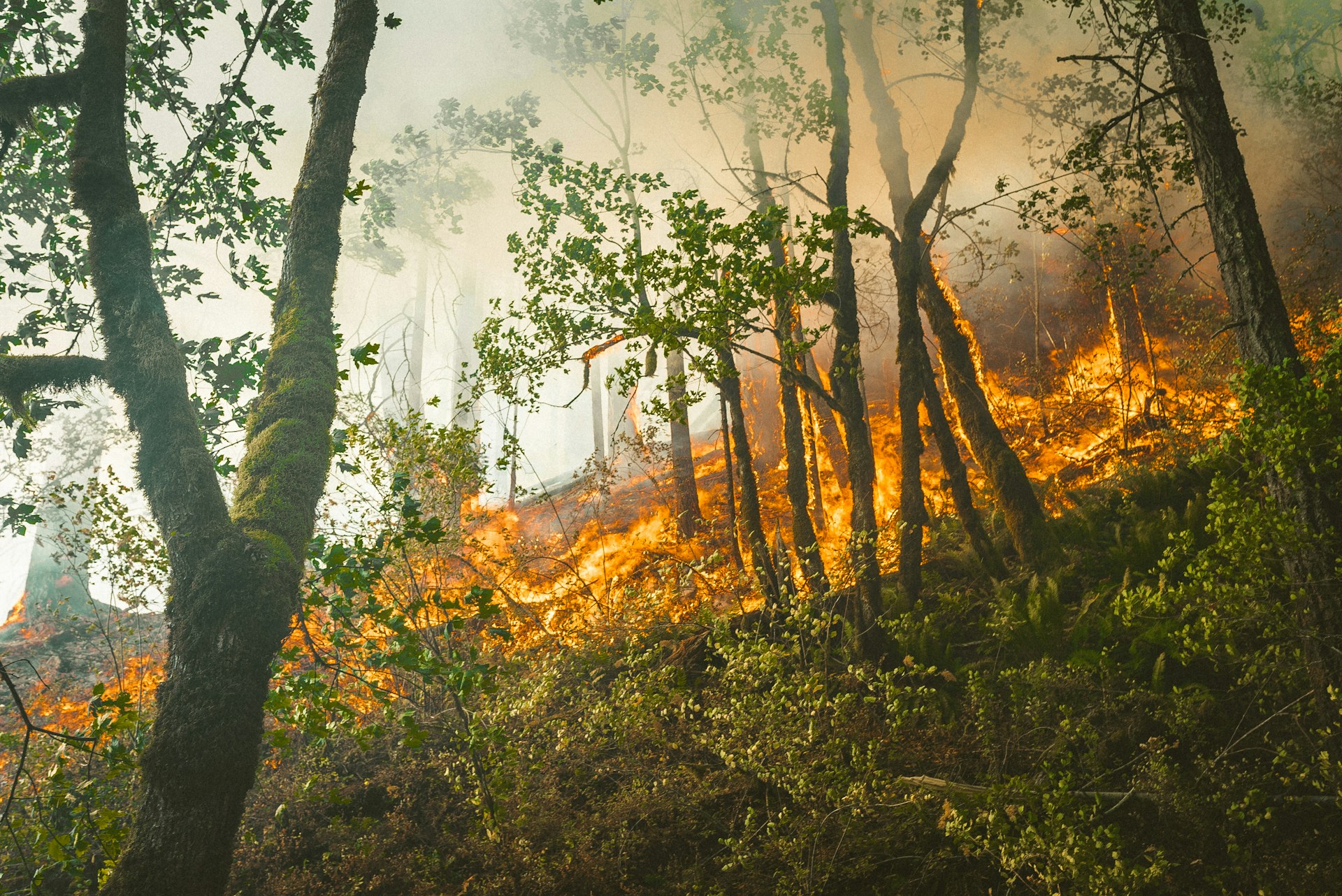 Assicurazione rischio incendi: California, la polizza rivoluzionaria