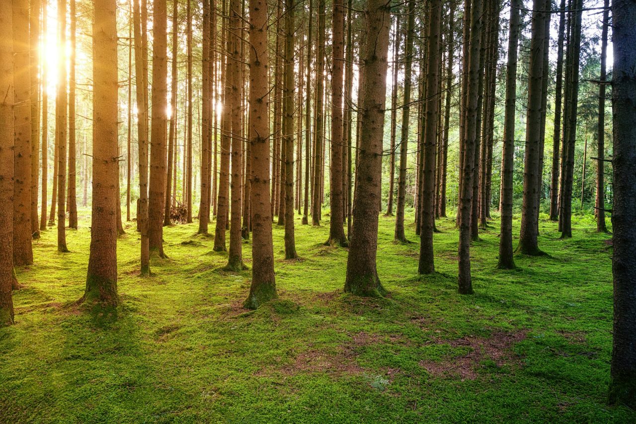 Rinnovabili • Assorbimento CO2 foreste: i dati ufficiali sono sovrastimati?