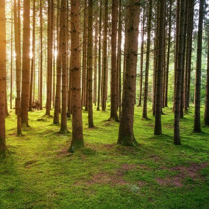 Rinnovabili • Assorbimento CO2 foreste: i dati ufficiali sono sovrastimati?