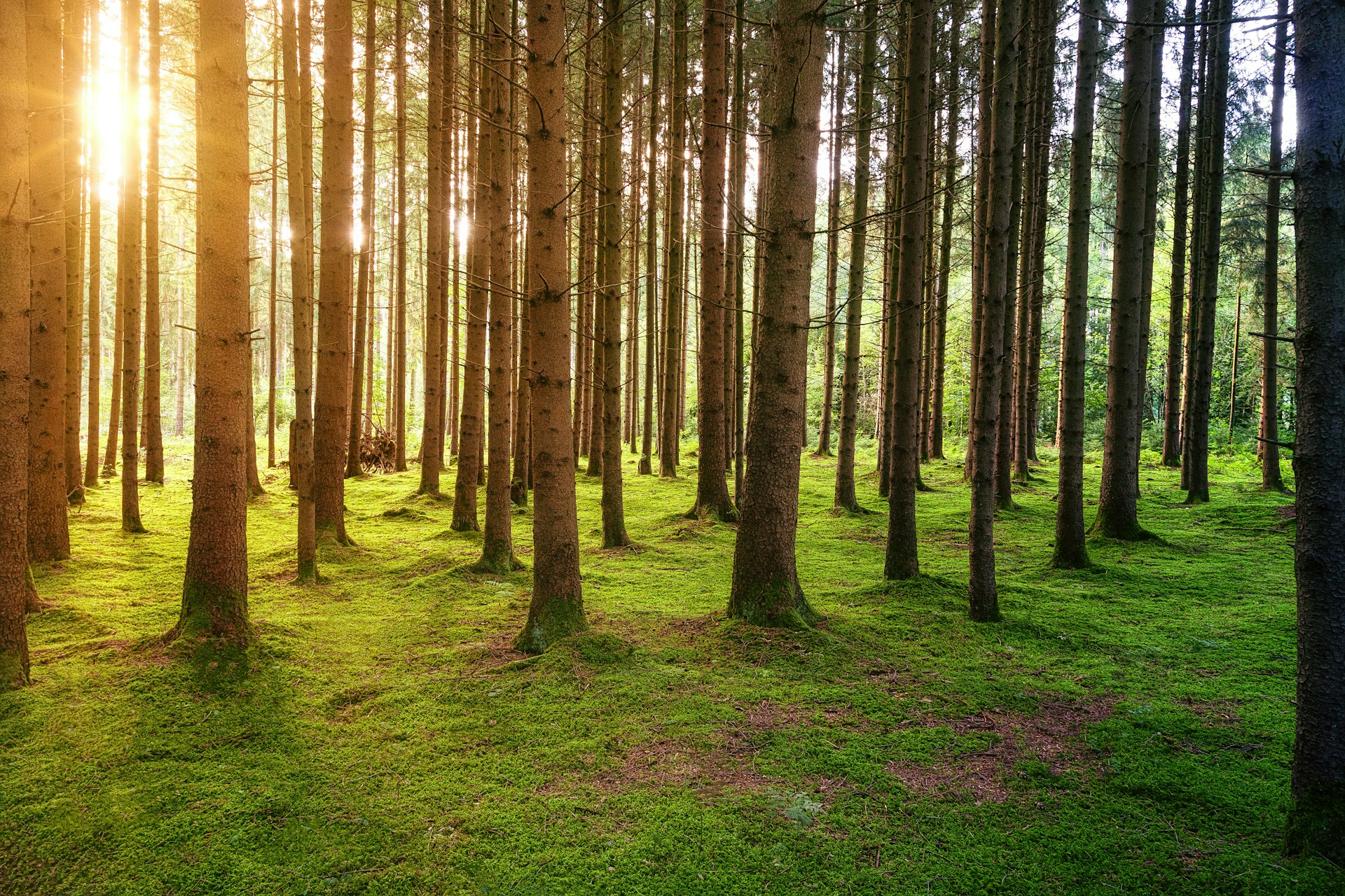Assorbimento CO2 foreste: i dati ufficiali sono sovrastimati?