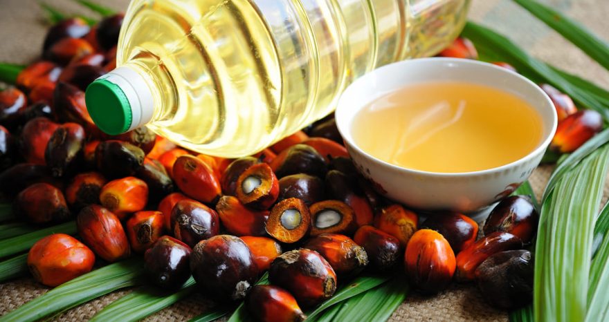 Rinnovabili • Biocarburanti: uso illecito dell’olio di palma in Europa?