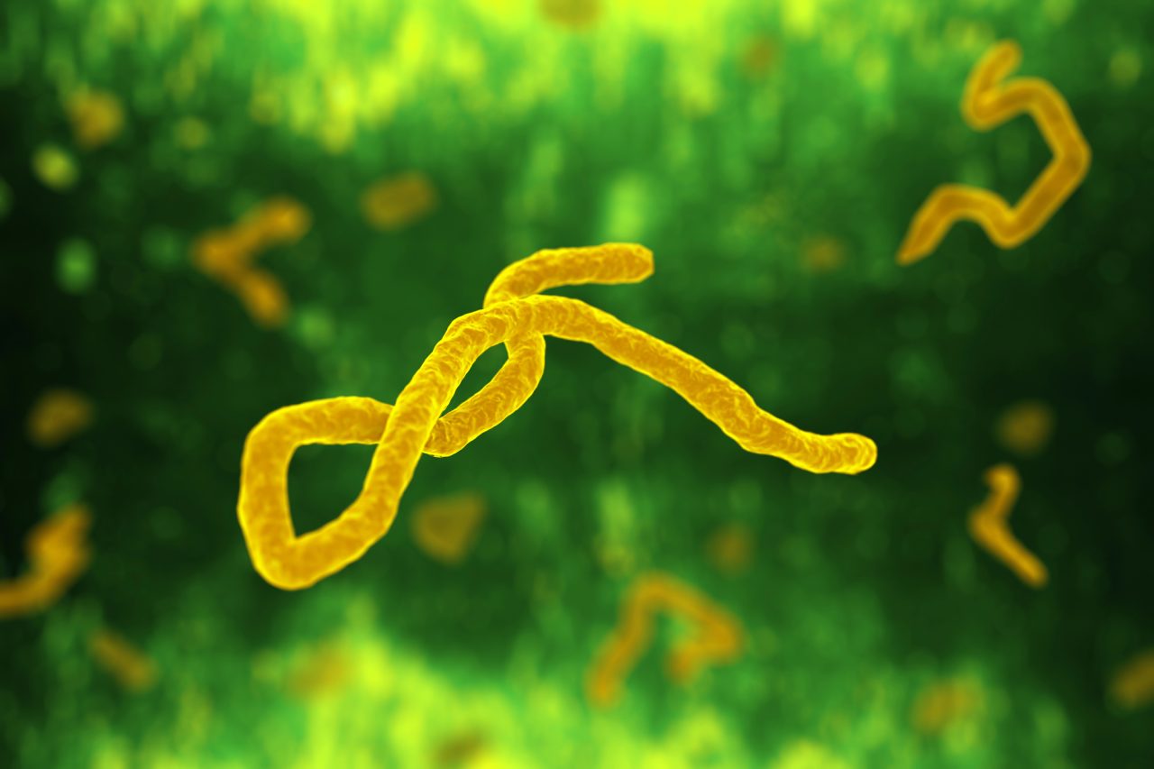 Rinnovabili • Deforestazione: il miglior indizio per prevedere focolai virus Ebola