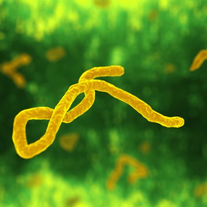 Rinnovabili • Deforestazione: il miglior indizio per prevedere focolai virus Ebola