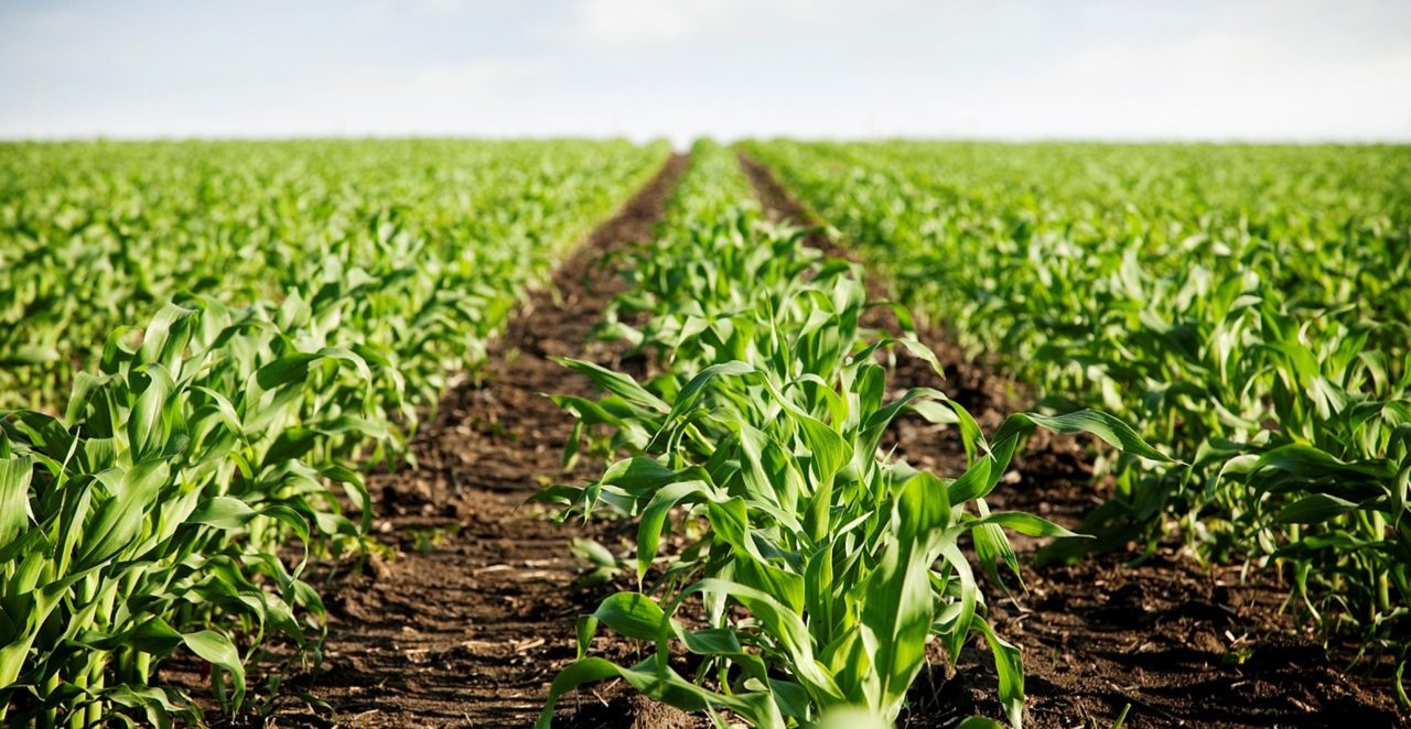 Rinnovabili • LILAS4SOILS promuove il carbon farming nella regione mediterranea