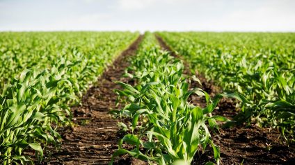 Rinnovabili • LILAS4SOILS promuove il carbon farming nella regione mediterranea