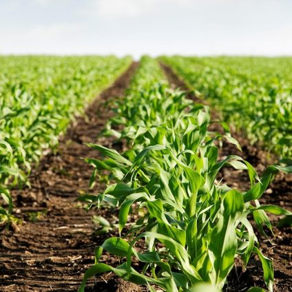 Rinnovabili • LILAS4SOILS promuove il carbon farming nella regione mediterranea