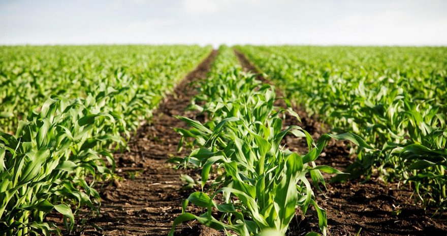 Rinnovabili • LILAS4SOILS promuove il carbon farming nella regione mediterranea