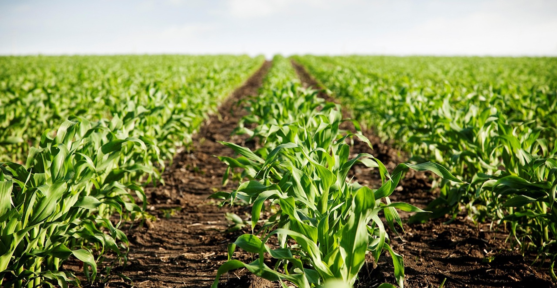 Rinnovabili • LILAS4SOILS promuove il carbon farming nella regione mediterranea