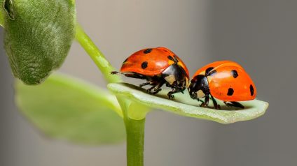 Rinnovabili • Declino degli insetti, un fenomeno globale