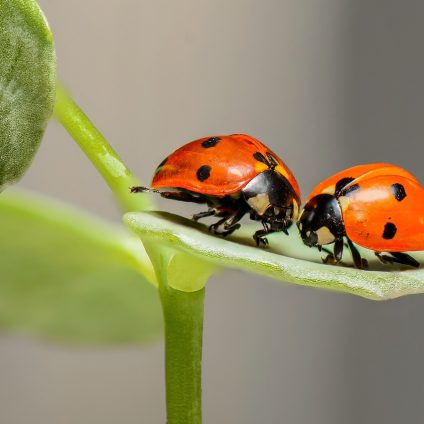 Rinnovabili • Declino degli insetti, un fenomeno globale