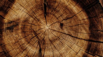 Rinnovabili • Legno rinforzato a livello cellulare diventa più resistente: lo studio innovativo