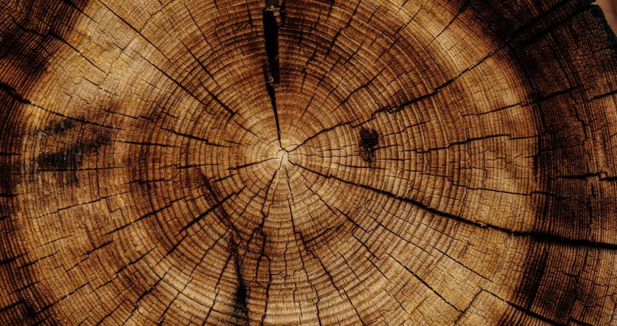 Rinnovabili • Legno rinforzato a livello cellulare diventa più resistente: lo studio innovativo