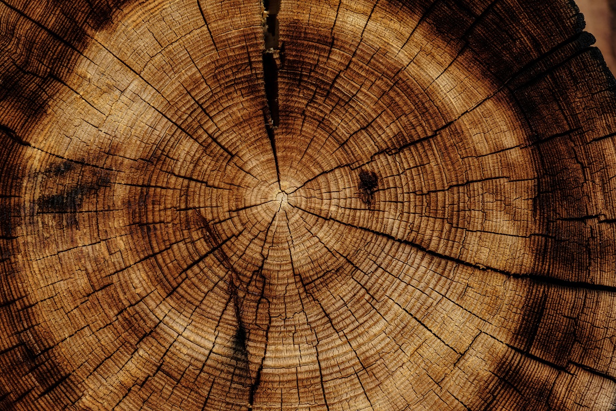 Rinnovabili • Legno rinforzato a livello cellulare diventa più resistente: lo studio innovativo