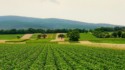 Rinnovabili • PAC 2025 e bonus agricoltura della Regione Lombardia