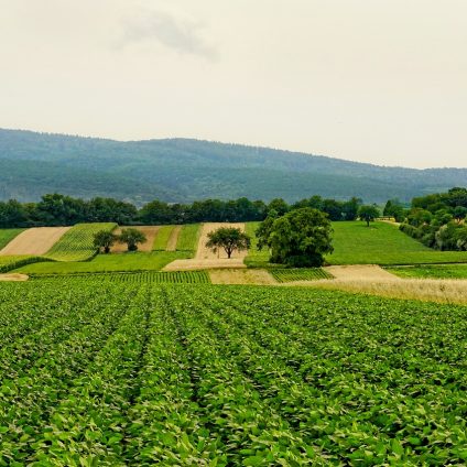 Rinnovabili • PAC 2025 e bonus agricoltura della Regione Lombardia