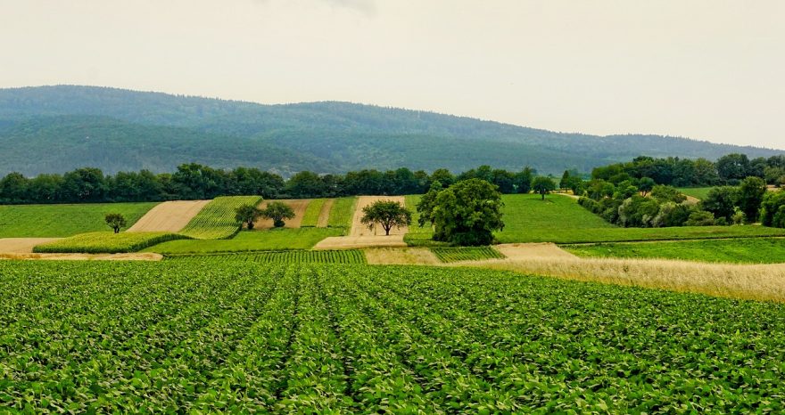 Rinnovabili • PAC 2025 e bonus agricoltura della Regione Lombardia