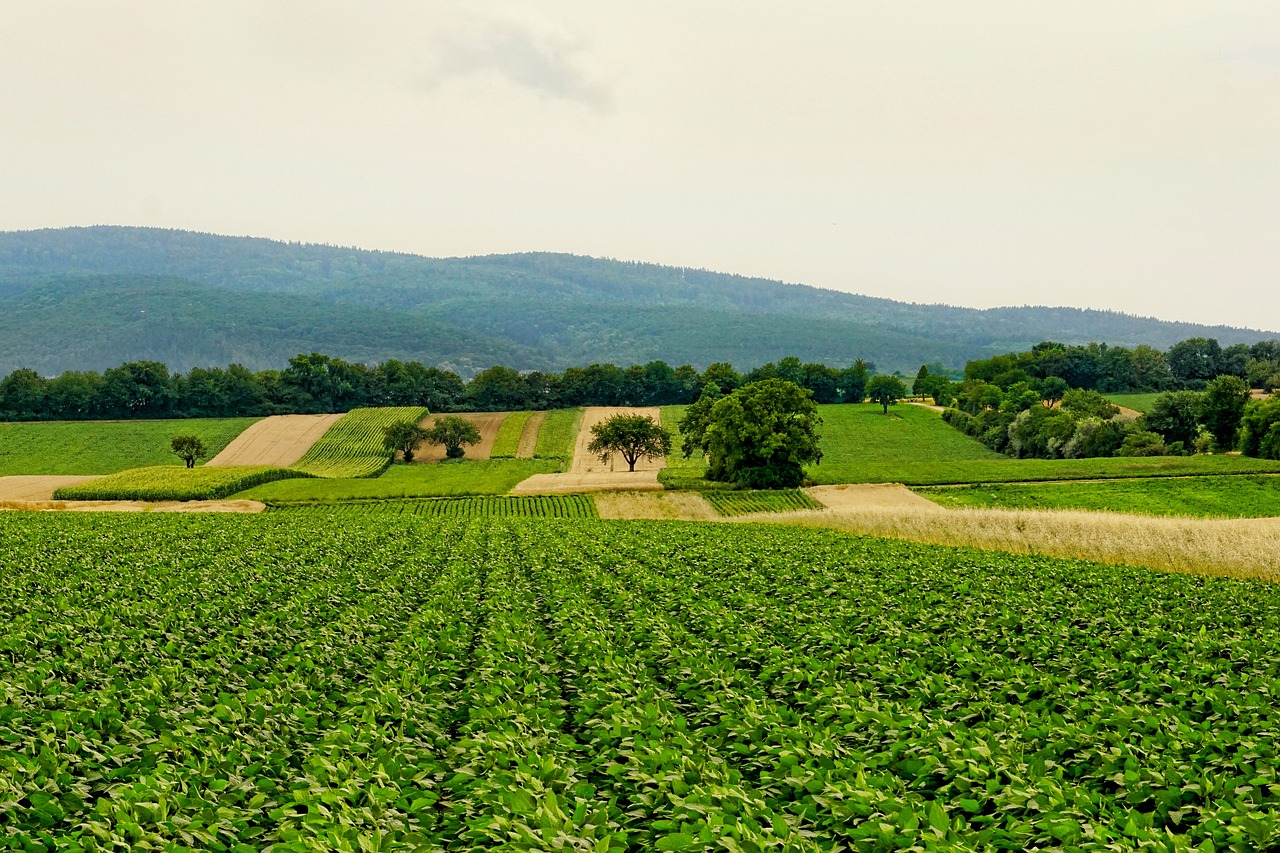 Rinnovabili • PAC 2025 e bonus agricoltura della Regione Lombardia