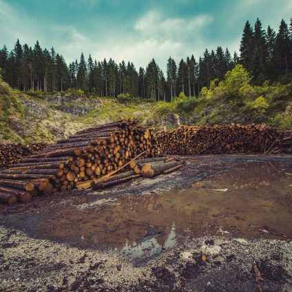 Rinnovabili • Semplificazioni EUDR: deforestazione, -30% oneri per le imprese