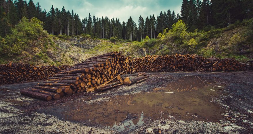 Rinnovabili • Semplificazioni EUDR: deforestazione, -30% oneri per le imprese