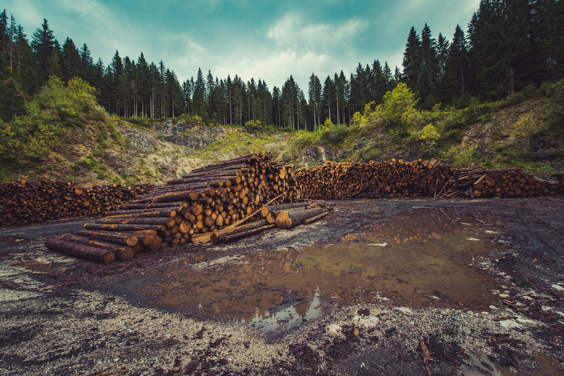 Semplificazioni EUDR: deforestazione, -30% oneri per le imprese