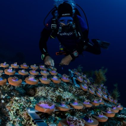 Rinnovabili • MedCoral Guardians, progetto per la sopravvivenza dei coralli nel Mediterraneo