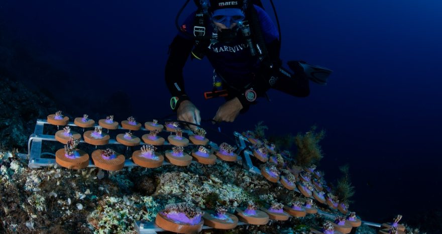 Rinnovabili • MedCoral Guardians, progetto per la sopravvivenza dei coralli nel Mediterraneo