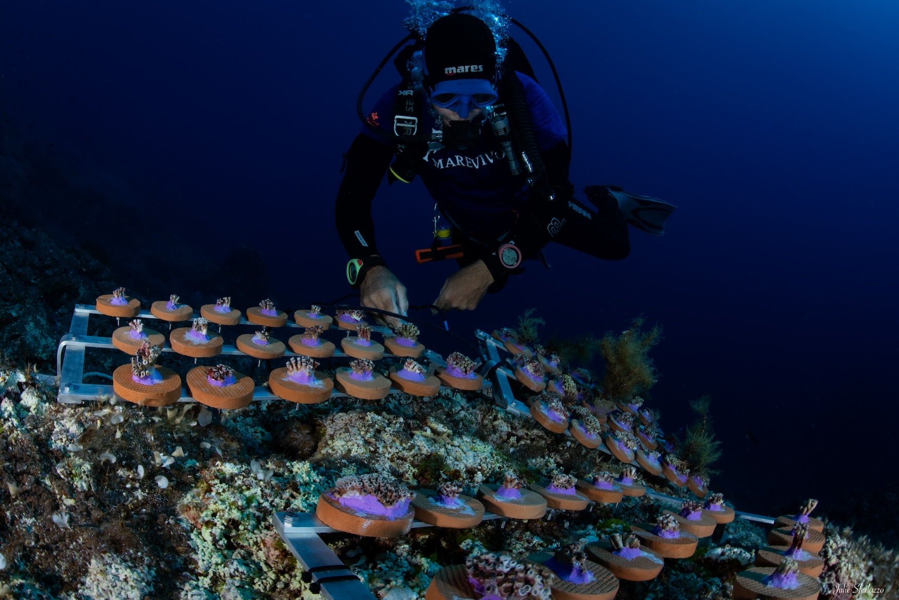 Rinnovabili • MedCoral Guardians, progetto per la sopravvivenza dei coralli nel Mediterraneo