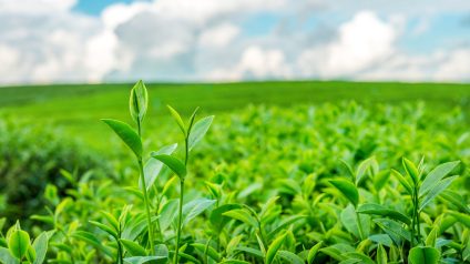 Rinnovabili • Semplificazione PAC 2025, la Commissione Europea riduce la burocrazia per gli agricoltori