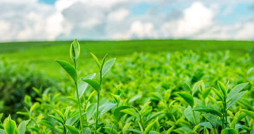 Rinnovabili • Semplificazione PAC 2025, la Commissione Europea riduce la burocrazia per gli agricoltori