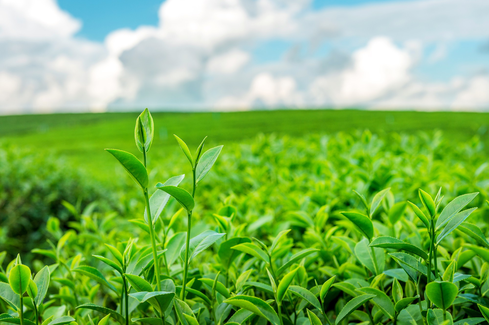 Rinnovabili • Semplificazione PAC 2025, la Commissione Europea riduce la burocrazia per gli agricoltori
