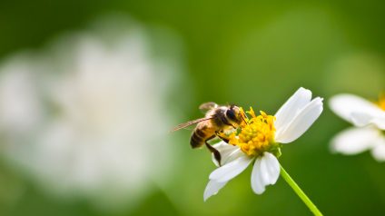 Rinnovabili • Le api soffrono per la perdita di habitat e il cambiamento climatico