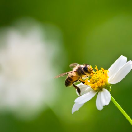 Rinnovabili • Le api soffrono per la perdita di habitat e il cambiamento climatico