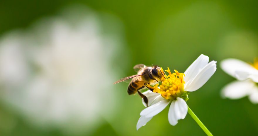 Rinnovabili • Le api soffrono per la perdita di habitat e il cambiamento climatico