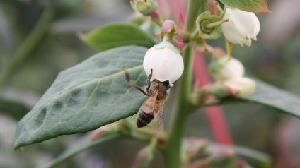 Rinnovabili • Giornata mondiale delle api 2025, celebriamo i pilastri della biodiversità