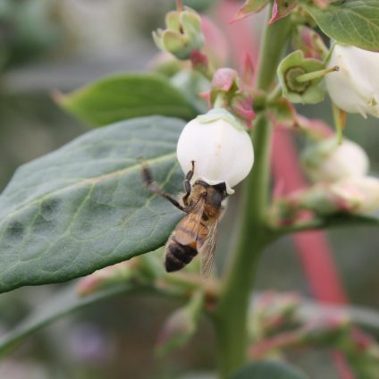 Rinnovabili • Giornata mondiale delle api 2025, celebriamo i pilastri della biodiversità