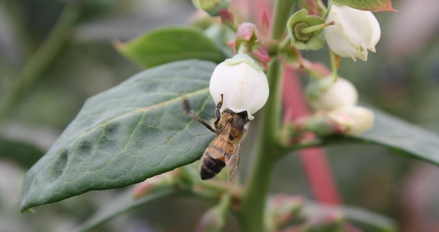 Rinnovabili • Giornata mondiale delle api 2025, celebriamo i pilastri della biodiversità