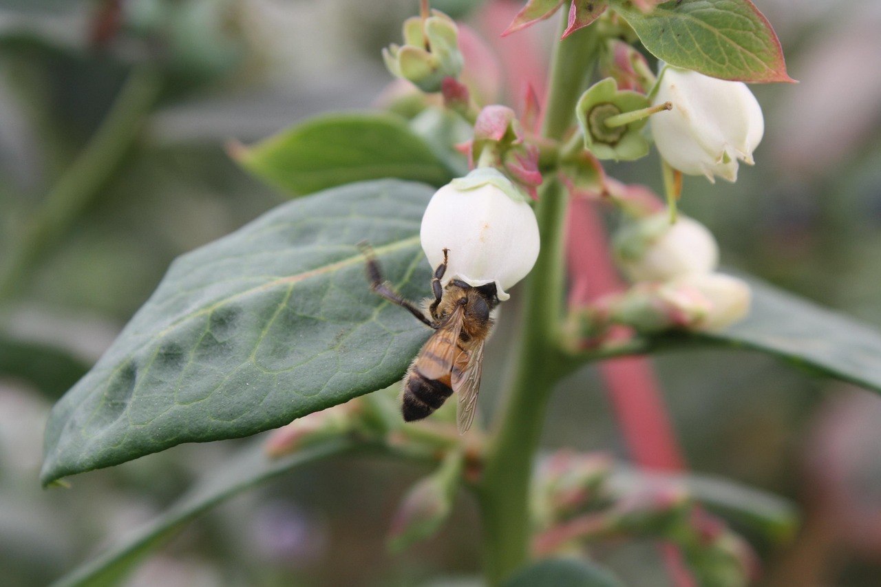 Rinnovabili • Giornata mondiale delle api 2025, celebriamo i pilastri della biodiversità